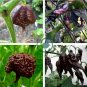 Pepper Hot Black Carolina Reaper Chili 20 Seeds