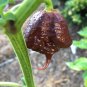 Pepper Hot Black Carolina Reaper Chili 20 Seeds