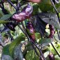 Pepper Hot Black Carolina Reaper Chili 20 Seeds