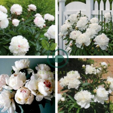 Peony Sorbet Robust Cream White Yellow Double Flowers 10 Seeds