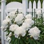 Peony Sorbet Robust Cream White Yellow Double Flowers 100 Seeds