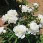 Peony Sorbet Robust Cream White Yellow Double Flowers 100 Seeds