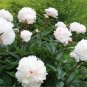 Peony Sorbet Robust Cream White Yellow Double Flowers 100 Seeds