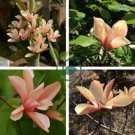 Adenium 'Yulan magnolia' Types Pink Semidouble Petals Flowers 4 Seeds