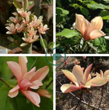 Adenium 'Yulan magnolia' Types Pink Semidouble Petals Flowers 4 Seeds