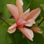 Adenium 'Yulan magnolia' Types Pink Semidouble Petals Flowers 4 Seeds