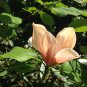 Adenium 'Yulan magnolia' Types Pink Semidouble Petals Flowers 4 Seeds