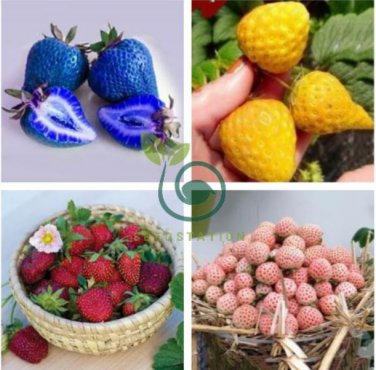 9 Packs Strawberry 200 Seeds