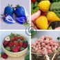 9 Packs Strawberry 200 Seeds