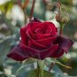 Heirloom Witch Brown Rose Plant Flowers 40 Seeds