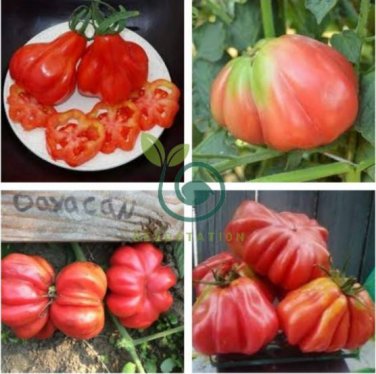 Tlacolula Pink Giant Tomato 200 Seeds