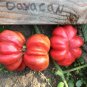 Tlacolula Pink Giant Tomato 200 Seeds