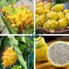Large Yellow Dragon Fruit Pitaya Organic 60 Seeds