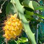 Large Yellow Dragon Fruit Pitaya Organic 60 Seeds