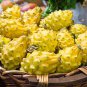 Large Yellow Dragon Fruit Pitaya Organic 60 Seeds