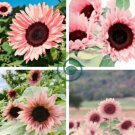 Water Pink Sunflower 80 Seeds
