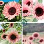 Water Pink Sunflower 80 Seeds