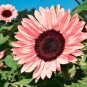 Water Pink Sunflower 80 Seeds