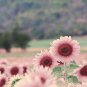 Water Pink Sunflower 200 Seeds