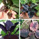Alocasia Jewel of Borneo kapit Alocasia Infernalis 40 seeds
