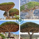 Dragon Blood Tree (Dracaena cinnabari Balf) Dracaena Trees 20 Seeds