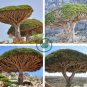 Dragon Blood Tree (Dracaena cinnabari Balf) Dracaena Trees 20 Seeds