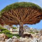 Dragon Blood Tree (Dracaena cinnabari Balf) Dracaena Trees 20 Seeds