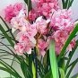 Rare Cymbidium Orchid Plant African Cymbidiums 200 Seeds