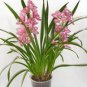 Rare Cymbidium Orchid Plant African Cymbidiums 200 Seeds