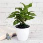 Exotic Climbing Epipremnum Aureum Bonsai 200 Seeds