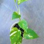 Exotic Climbing Epipremnum Aureum Bonsai 200 Seeds