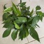Exotic Climbing Epipremnum Aureum Bonsai 200 Seeds