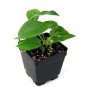 Exotic Climbing Epipremnum Aureum Bonsai 200 Seeds