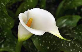 Cream White Calla Lily 100 Seeds