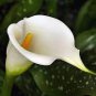 Cream White Calla Lily 100 Seeds
