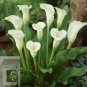 Cream White Calla Lily 100 Seeds