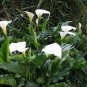 Cream White Calla Lily 100 Seeds