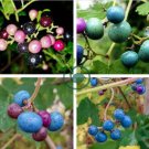 Variegated Porcelain Berry Vine 'Elegans' Vine Plant 40 Seeds