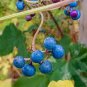 Variegated Porcelain Berry Vine 'Elegans' Vine Plant 40 Seeds