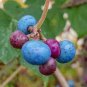 Variegated Porcelain Berry Vine 'Elegans' Vine Plant 40 Seeds