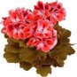 Geranium  Conny Orange Perennial 'Red Blossom Rosebud' Series 20 Seeds