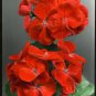 Geranium  Conny Orange Perennial 'Red Blossom Rosebud' Series 20 Seeds