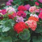 Geranium  Conny Orange Perennial 'Red Blossom Rosebud' Series 20 Seeds