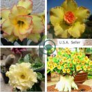Rose Shaped Adenium Yellow Desert 4 seeds