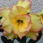 Rose Shaped Adenium Yellow Desert 4 seeds