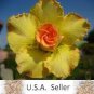 Rose Shaped Adenium Yellow Desert 4 seeds