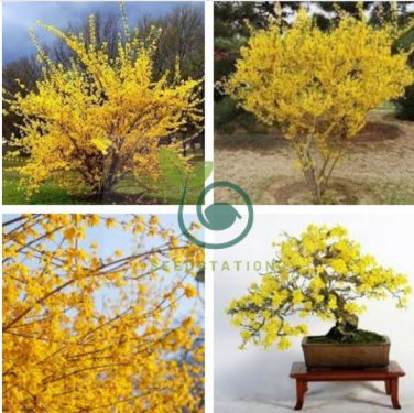 Beautiful Weeping Forsythia 70 Seeds