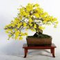 Beautiful Weeping Forsythia 70 Seeds