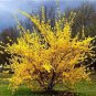 Beautiful Weeping Forsythia 70 Seeds