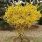 Beautiful Weeping Forsythia 70 Seeds